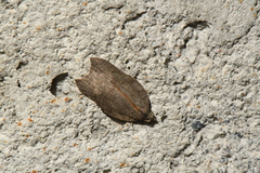 Acleris effractana