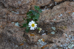 Perityle microglossa