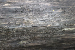 Phloeosinus cupressi