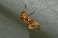 Autographa bimaculata
