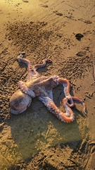 Enteroctopus dofleini