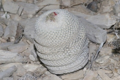 Epithelantha bokei