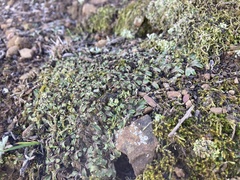 Asterella