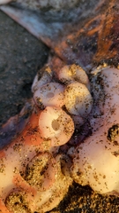 Enteroctopus dofleini