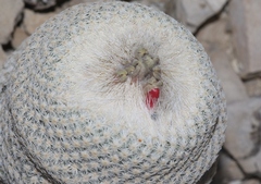 Epithelantha bokei