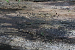 Phloeosinus cupressi