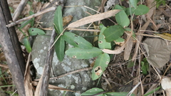 Tetrastigma formosanum