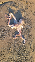 Enteroctopus dofleini