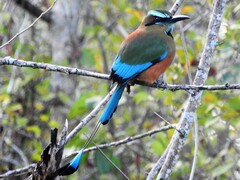 Eumomota superciliosa