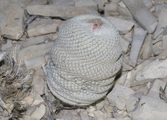 Epithelantha bokei