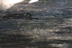 Phloeosinus cupressi