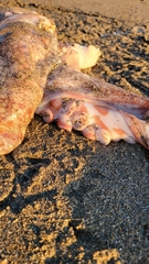 Enteroctopus dofleini