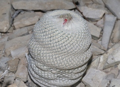 Epithelantha bokei