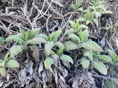 Salvia spathacea