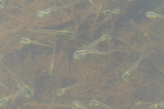 Xenopus laevis