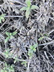Salvia spathacea