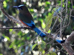 Eumomota superciliosa