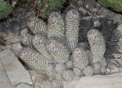 Escobaria tuberculosa
