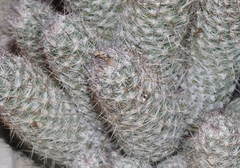 Escobaria tuberculosa