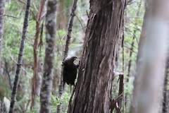 Nestor meridionalis septentrionalis