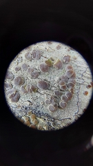 Lecanora subpallens