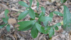 Litsea hypophaea