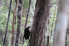 Nestor meridionalis septentrionalis