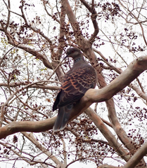 Streptopelia orientalis orientalis