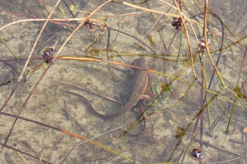 Taricha granulosa