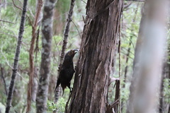 Nestor meridionalis septentrionalis