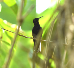 Florisuga fusca