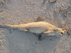 Carcharhinus plumbeus