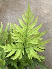 Doryopteris