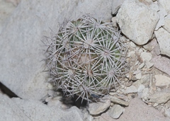 Coryphantha echinus
