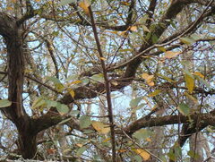 Planera aquatica
