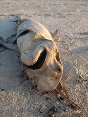 Carcharhinus plumbeus