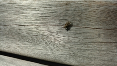 Haematopota pluvialis