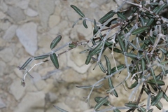 Acleisanthes angustifolia