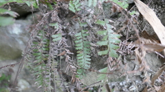Adiantum caudatum