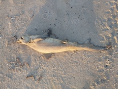 Carcharhinus plumbeus