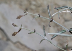 Acleisanthes angustifolia