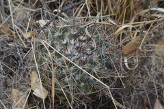 Mammillaria wagneriana