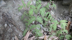 Tectaria devexa