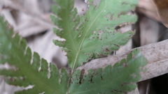 Tectaria devexa