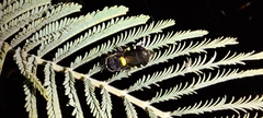Odontomyia hunteri