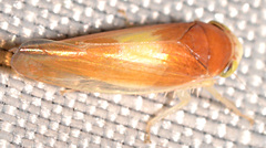 Colladonus setaceus
