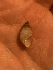 Bulimulus guadalupensis