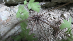 Tectaria devexa