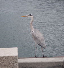 Ardea cinerea jouyi