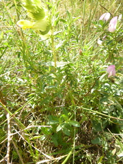 Rhinanthus